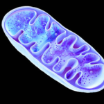 mitochondria