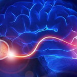 Optic Nerve