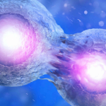 allogeneic stem cell transplant