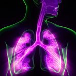 human-respiratory-system-lungs-with-alveoli-anatomy-Idiopathic-Pulmonary-Fibrosis