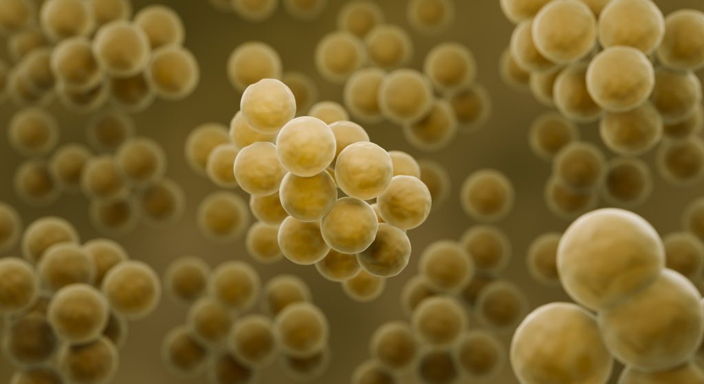 MRSA bacteria, Computer illustration of antibiotic resistant Staphylococcus aureus bacteria